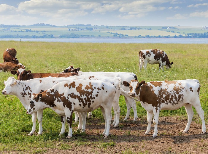 ANNUAL AYSHIRE & MILKING SHORTHORN HEIFER AUCTION - SAT. APRIL 26 @ 10:30 AM