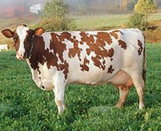 ANNUAL PA AYSHIRE & MILKING SHORHORN AUCTION – SHIPPENSBURG, PA / SAT. APRIL 25, 2026 @ 10:30 AM
